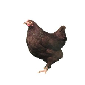 Black Australorp