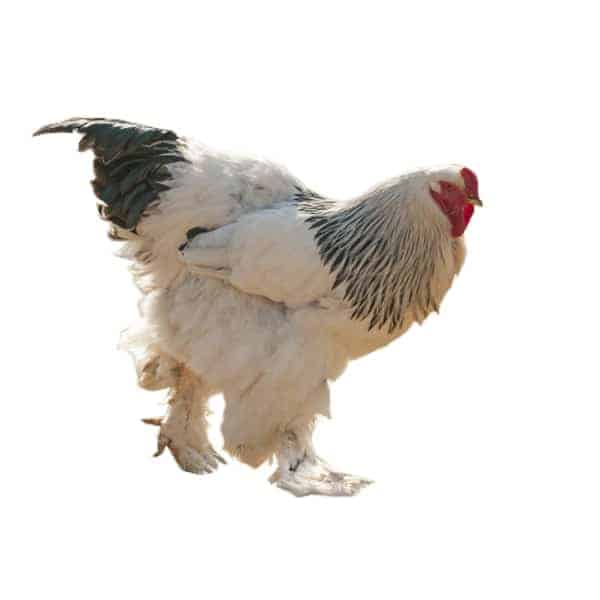 60+ Light Brahma Rooster Stock Photos, Pictures & Royalty-Free