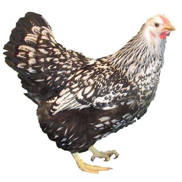 24  Fertile Silver Laced Wyandottes Hatching Eggs NPIP Free Shipping 