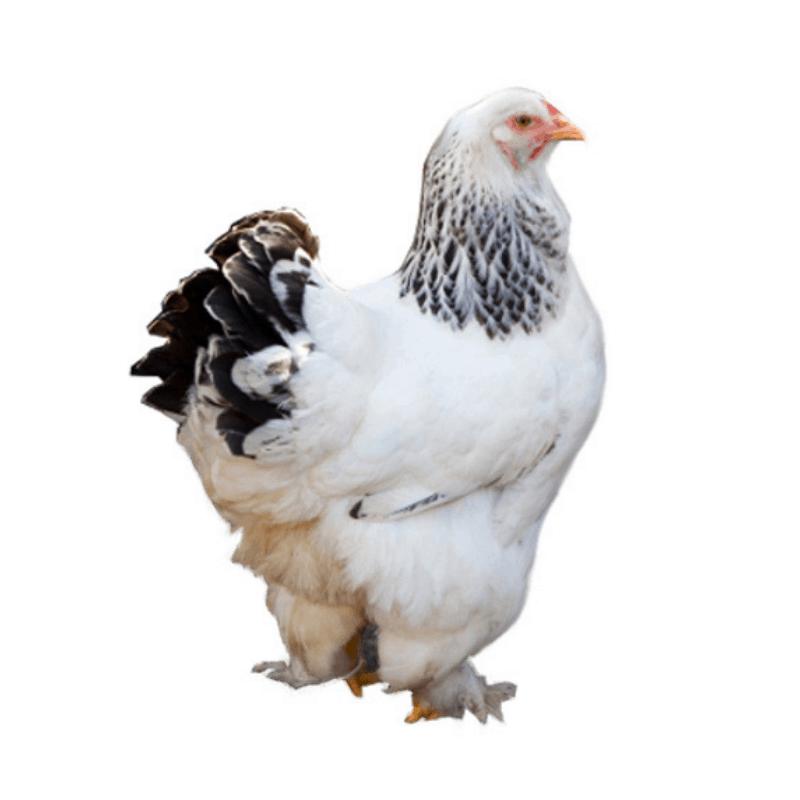 Dark Brahma Chickens  All Information About Breeder Chicks