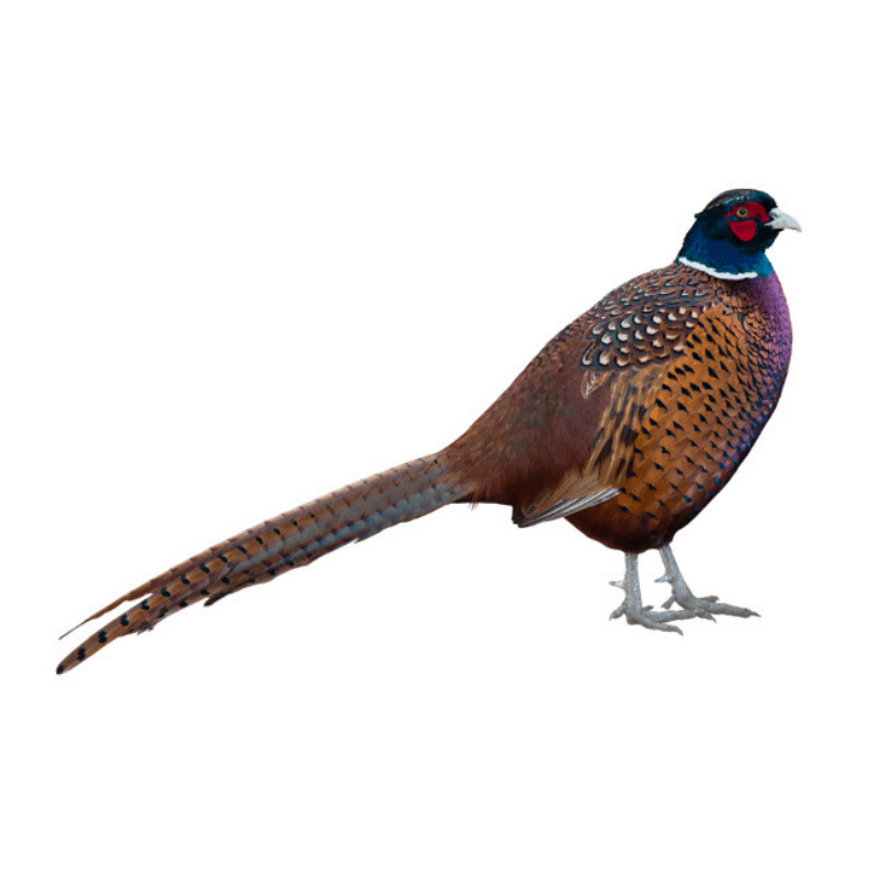 Earliest 'Chickens' Were Actually Pheasants