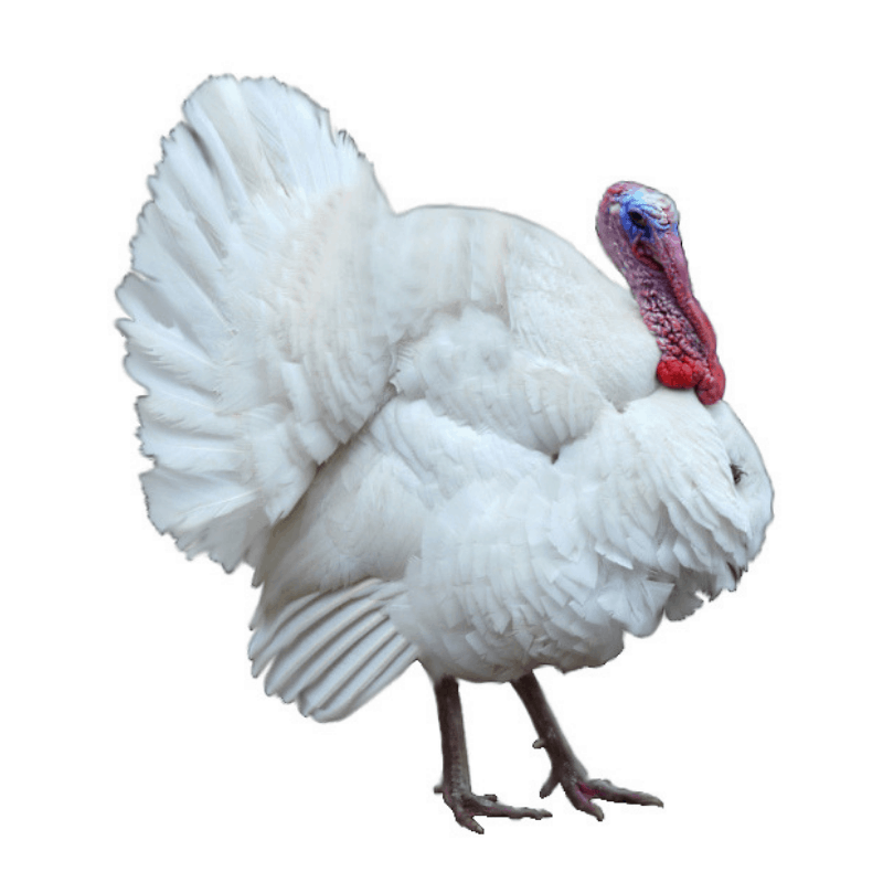 giant white turkey