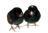 Mystic Maran Chicks