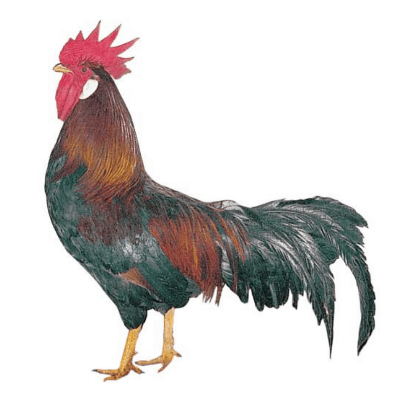 Pearl Star Leghorn Townline Hatchery