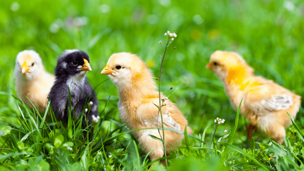 Chicks For Sale Townline Hatchery   Chicks For Sale 1024x576 