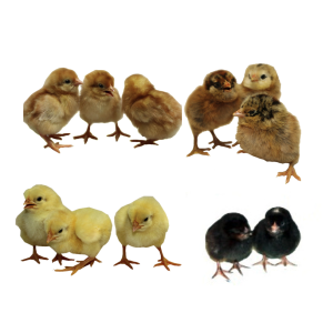 Colorful Egg Layer Package chicks - Townline Hatchery