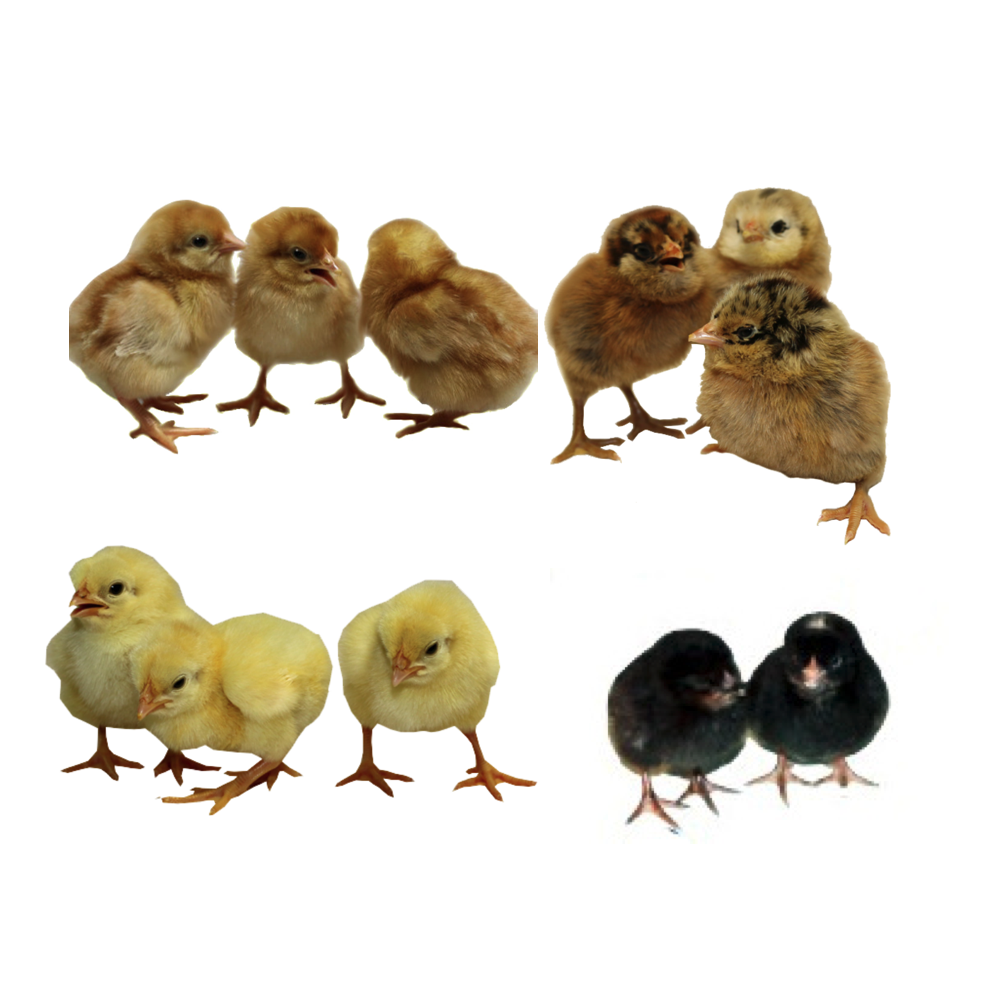 Colorful Egg Layer Package chicks - Townline Hatchery