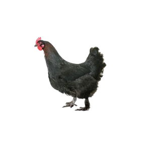 Townline Hatchery Mystic Maran Hen
