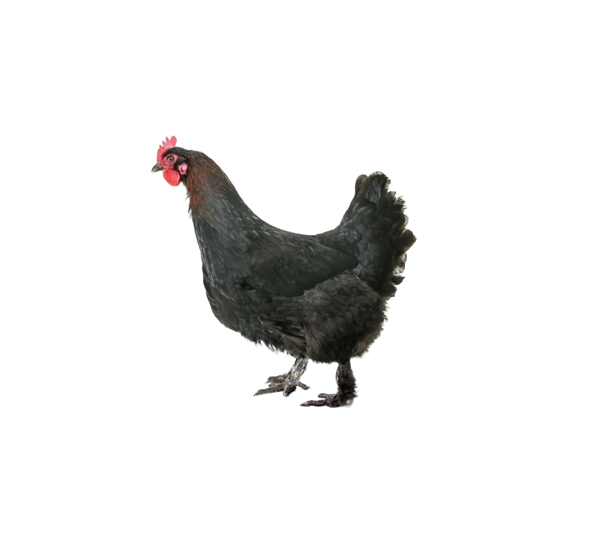 Townline Hatchery Mystic Maran Hen