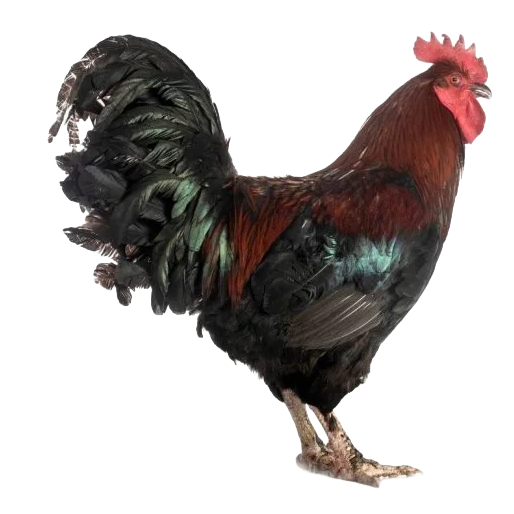 Townline Hatchery Mystic Maran Rooster