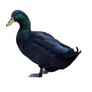 Cayuga Ducks