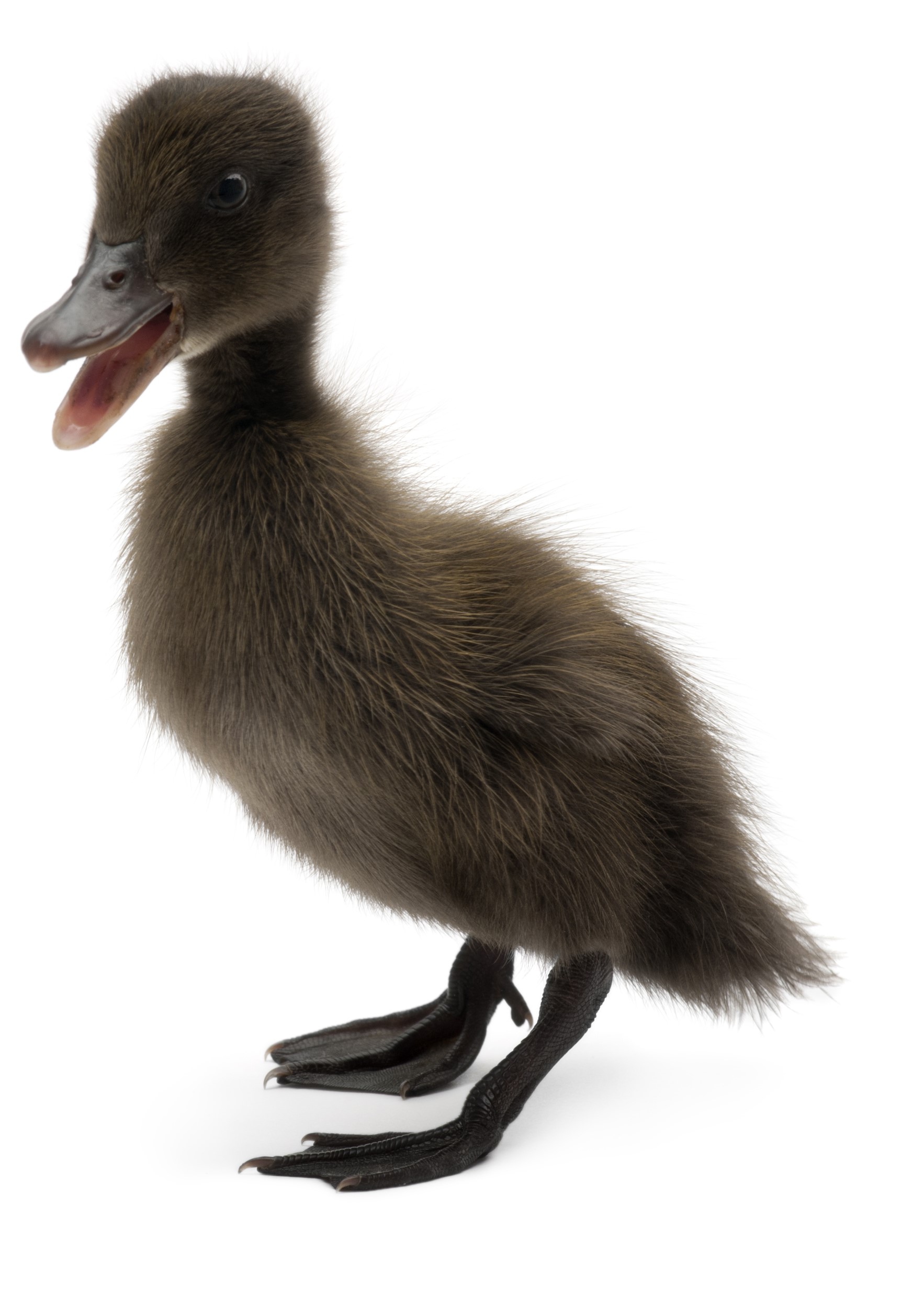 What Are Cayuga Ducks Good For At Nina Pierson Blog