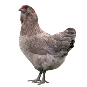 Townline Hatchery Olive Egger