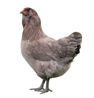 Townline Hatchery Olive Egger