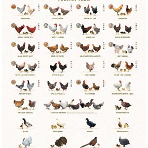 Breed Poster