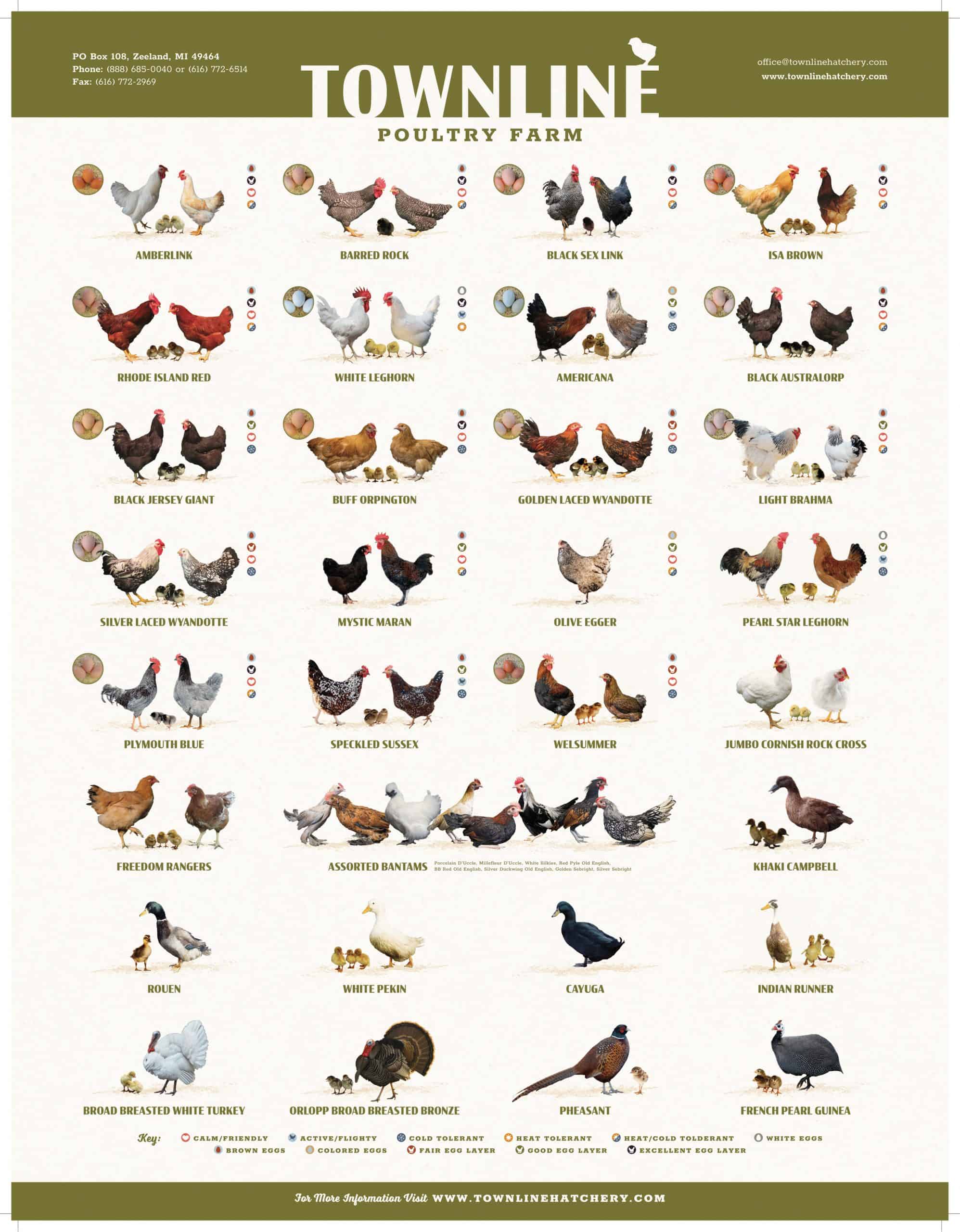 52 Breeds of Chicken Chart, Svg, Jpg, Png, 1620'' 