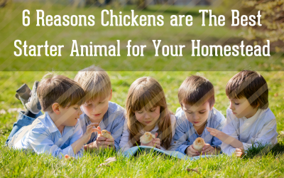 6 Reasons Chickens are The Best Starter Animal for Your Homestead