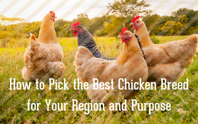 How to Pick the Best Chicken Breed for Your Region and Purpose