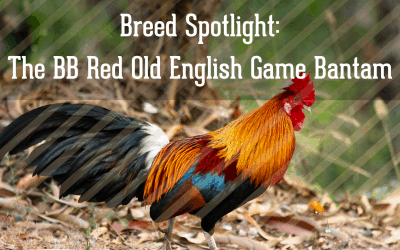 Breed Spotlight: The BB Red Old English Game Bantam