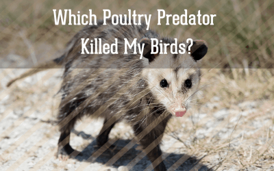Which Poultry Predator Killed My Birds?