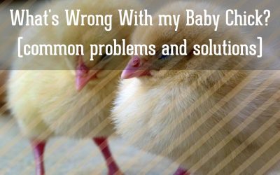 What’s Wrong With my Baby Chick?
