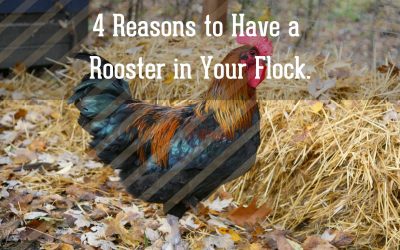 4 Reasons to Have a Rooster in Your Flock