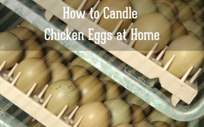 How to Candle Chicken Eggs at Home