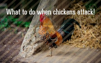 What to do when chickens attack!