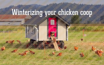 How to winterize your chicken coop