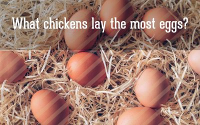 What chickens lay the most eggs?