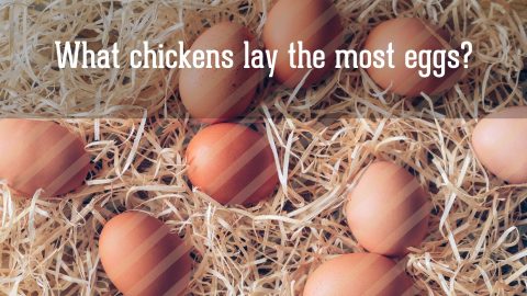 What Chickens Lay The Most Eggs? | Townline Hatchery