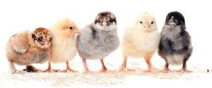 Assorted Rare / Premium Chicks