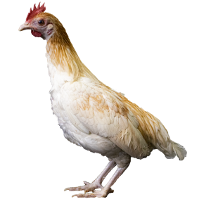 Red Pyle Old English Bantams