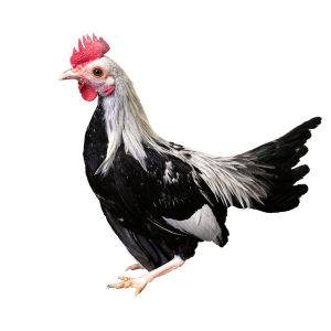 SILVER DUCKWING OLD ENGLISH BANTAM