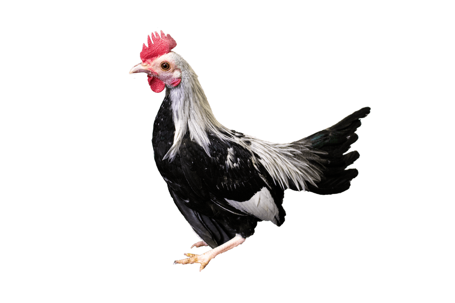 SILVER DUCKWING OLD ENGLISH BANTAM