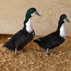 Black Swedish Ducks