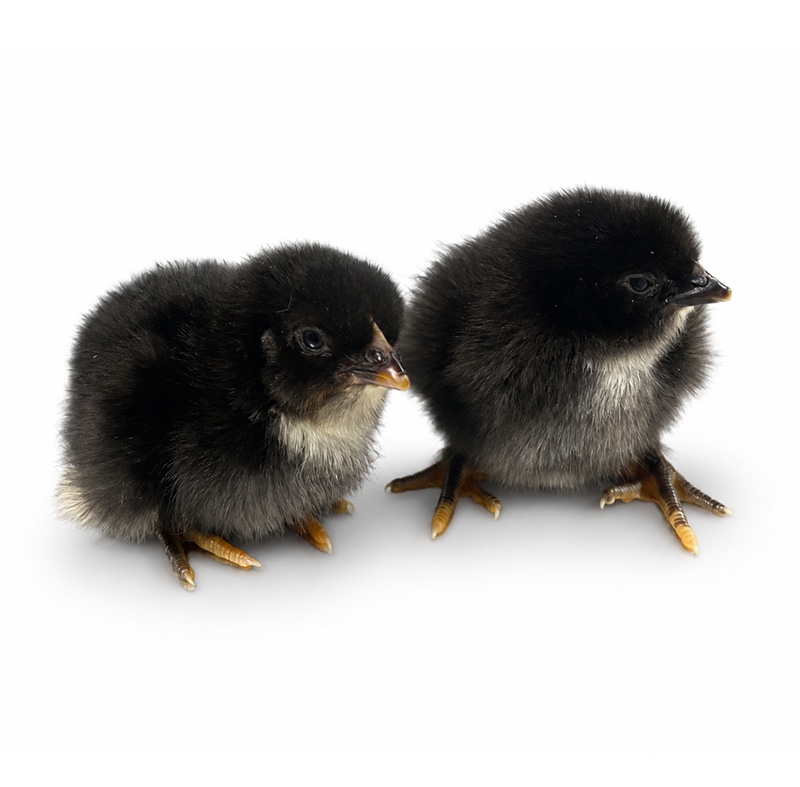 Coco Espresso chicks - Townline Hatchery