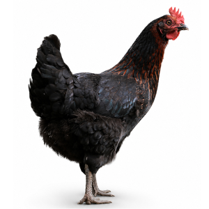 Coco Espresso- hen DP