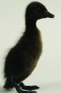 Black Runner Ducks