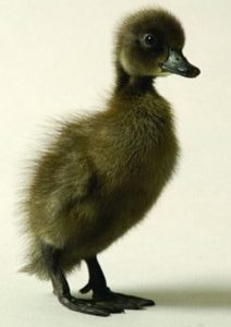 Blue Runner Ducks