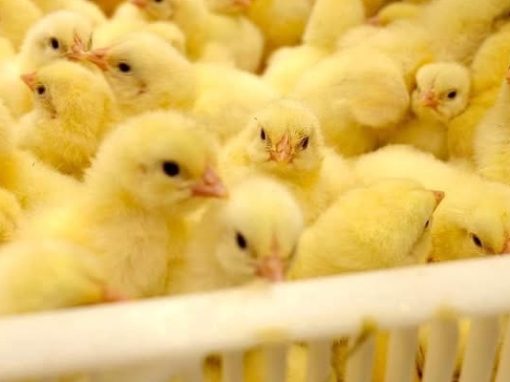 Cornish Cross chicks in a hatch tray
