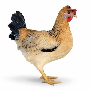 Townline Hatchery Royal Sussex Hen