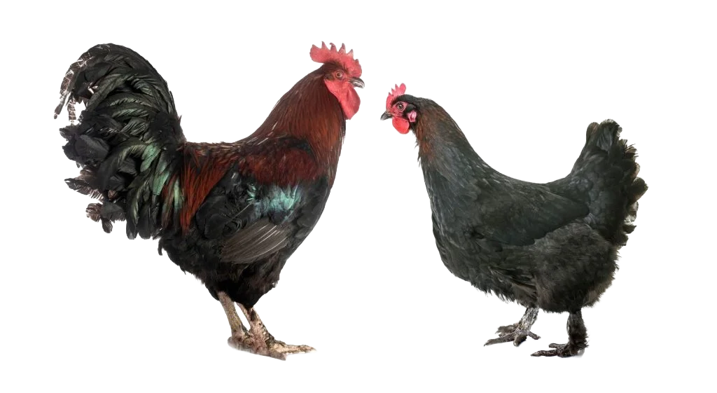 Townline Hatchery Mystic Maran Rooster and Hen