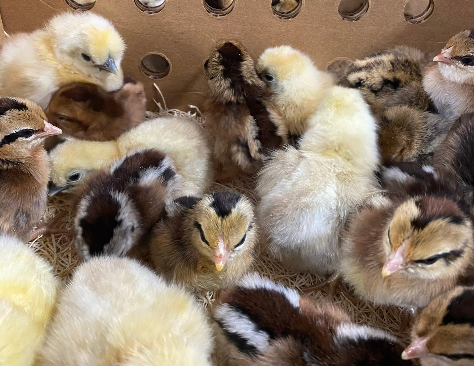 mix of chicks