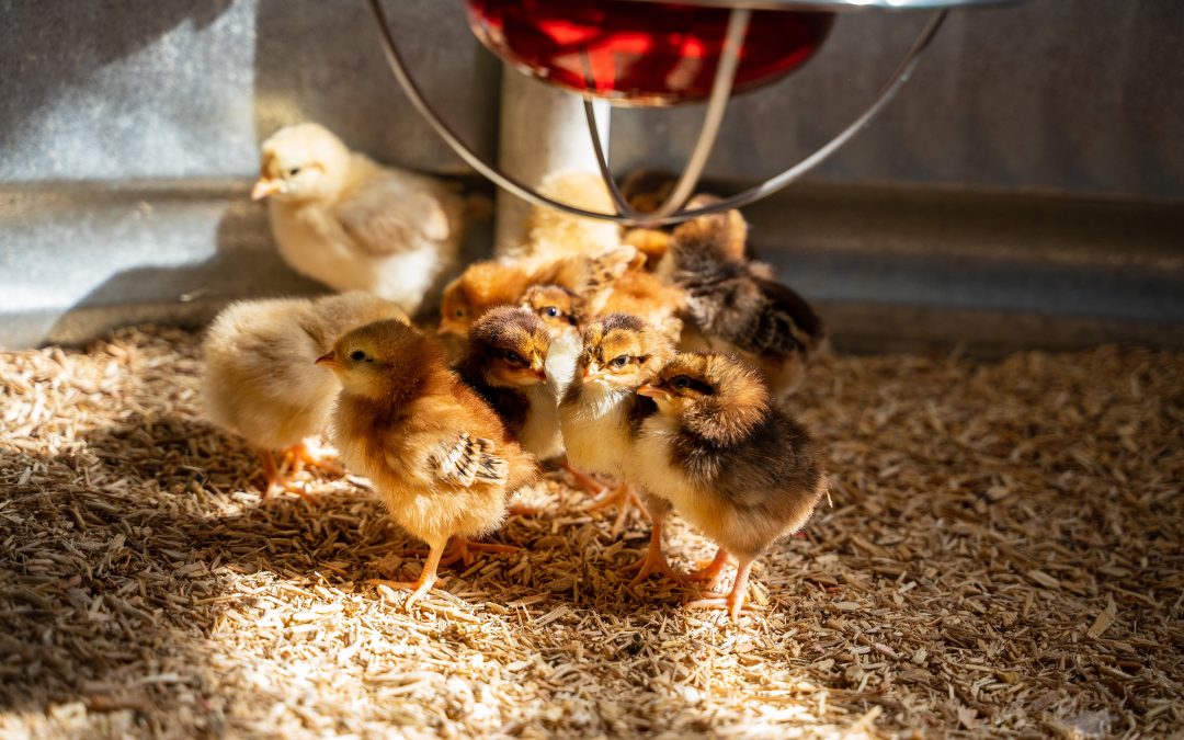 Baby Chick Care Guide