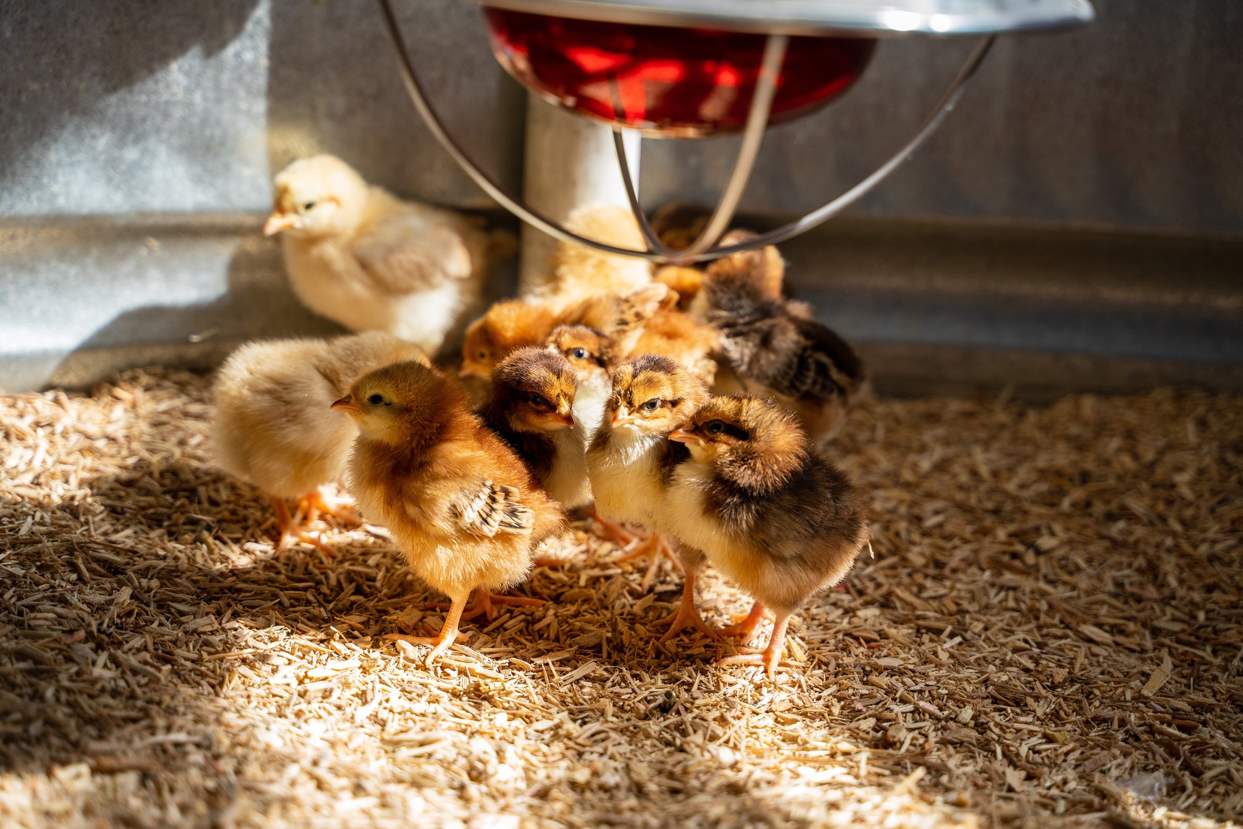 new chick care - Townline Hatchery