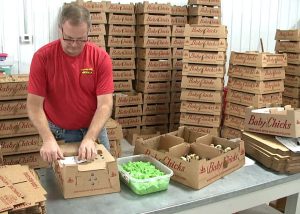 townline hatchery packagin orders
