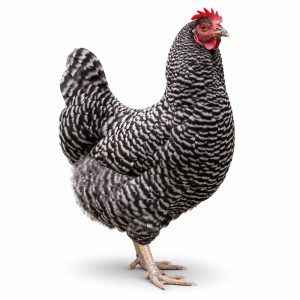 Barred Rock Adult Townline Hatchery