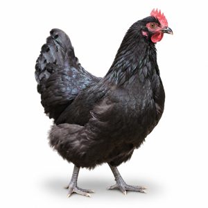 Black Australorp Adult Townline Hatchery