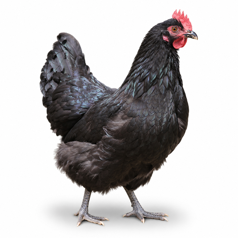 Black Australorp Adult Townline Hatchery
